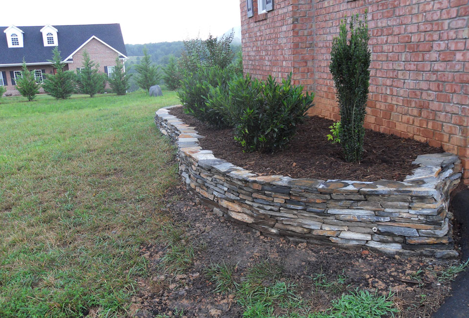 NC Blueridge Thin Veneer Mortared Retaining Wall / Foundation Bed Planter w/ 'Sky Pencil' Holly & 'Otto Luyken' Laurel