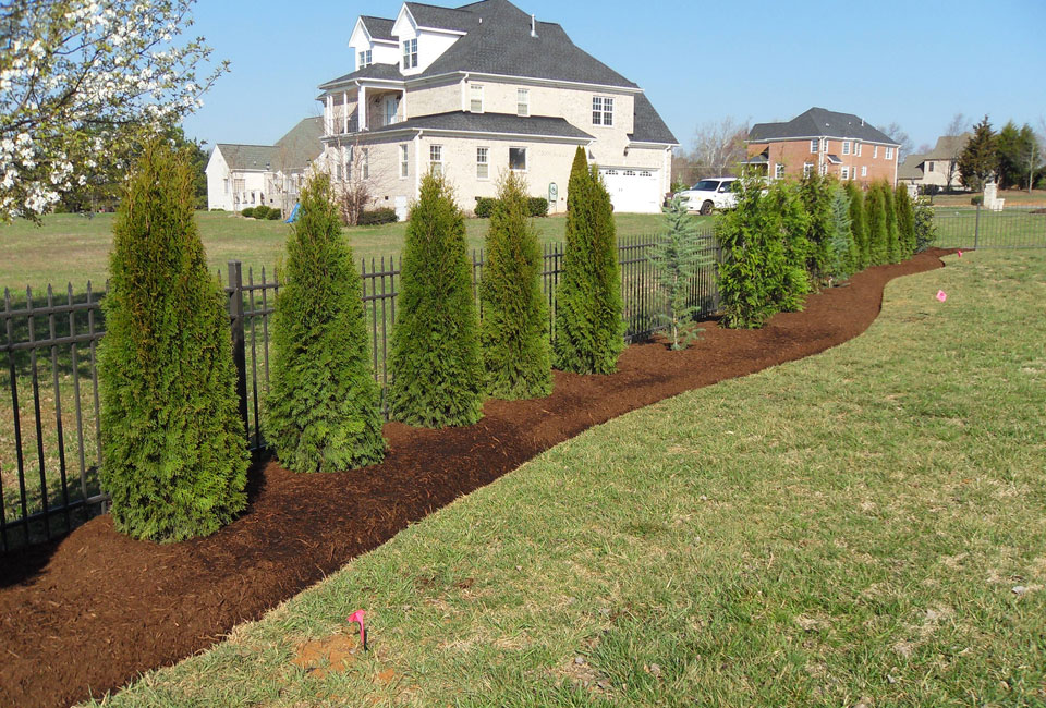 Wrought Iron Fence Border Bed w/ 'Emerald Green' Arborvitae & Bush's Electra Blue Deodar Cedar as specimen planting w/ Curvilinear Borders set in Aged Hardwood Mulch for Privacy Screen