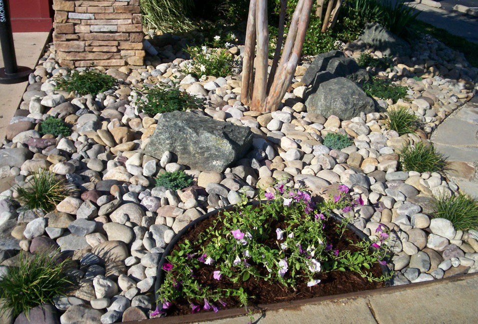 Delaware Valley River Round Stones as Garden Base accented w/ Seasonal Color, Mondo Grass, 'Blue Star' Juniper & 'Harbor Belle' Nandina