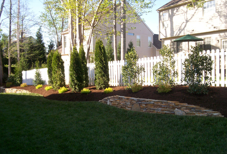 Privacy Screen of 'Emerald Green' Arborvitae & 'Nelly Stevens' Holly w/ White Picket Fence in background, 'Lemon Princess' Spirea in foreground, all accented w/ 'Mojave' Thin Veneer Retaining Walls w/ Keystones