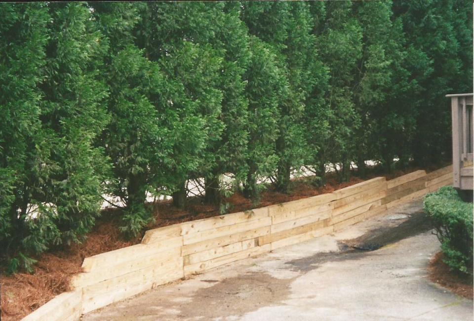 Pressure Treated Landscape Timber Retaining Wall Bordering Driveway w/ Cryptomeria 'Radacans'  Evergreen Property Screen